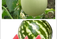 欣欣带你娱乐吃瓜