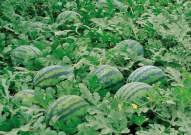 娱乐园八卦吃瓜大全