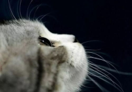 娱乐吃瓜酱猫打翻电视