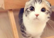 娱乐吃瓜七七折耳猫,娱乐吃瓜界的神秘力量