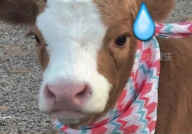 娱乐吃瓜酱鼠,揭秘娱乐圈那些不为人知的幕后故事