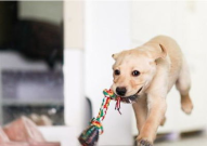 走近科学小狗长大娱乐吃瓜酱,揭秘小狗长大娱乐吃瓜酱背后的秘密