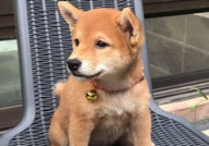 娱乐吃瓜君第一次见狗,萌态百出瞬间圈粉